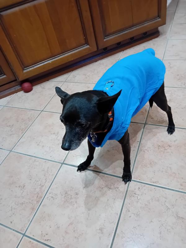 💔 “Bart non vuole finire in canile!” 💔 Foto 2
